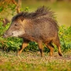 Wild pig in the South Pantanal, Brazil.