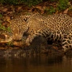 Jaguar in the Pantanal, Brazil.
