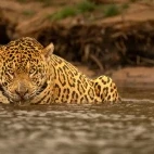 Jaguar in the Pantanal, Brazil.