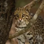 Ocelot in the Pantanal, Brazil.