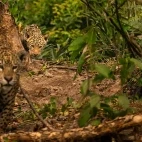 Jaguar in the Pantanal, Brazil.