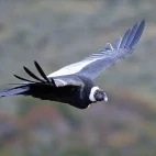 Close up image of an Andean condor in flight, Chile.