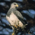 Black-crested buzzard perched in a tree, Chile.