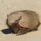 Dwarf armadillo, Chile.