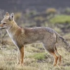 Grey fox, in Torres del Paine, Chile.