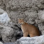 Puma sitting in a cave, Torres del Paine, Chile.