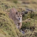 Puma walking in the grassland, Torres del Paine, Chile.