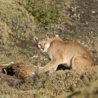 Puma sat with its kill. Torres del Paine, Chile.