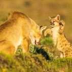 Puma with cub playing, Patagonia Chile.