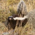 Patagonian hog nose skunk, Chile.