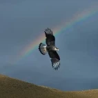 Southern caracara in flight, with a rainbow in the background. Patagonia Chile.