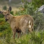 Andean deer looking back at the camera, in Chile.
