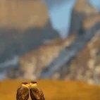 Pair of Southern Caracara, Chile.