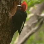 Magellanic woodpecker clinging to a tree trunk. Red head and crest. Chile.