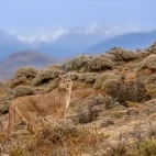 Female puma camouflaged against the landscape, Chile.
