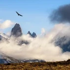 Andean condor soaring over the low mountain clouds.