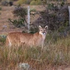 Puma standing in the long grass, Chile.