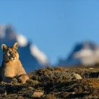 Puma resting, with the mountains in the background. Chile.