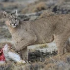 Puma with a fresh carcass, South America, Chile.