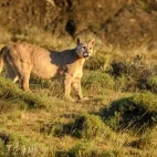 Young male puma walking amongst the grass plains of Torres del Paine, Chile.