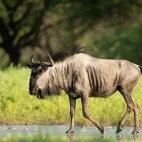 Blue wildebeest in the Dinaka Conservancy, Botswana.
