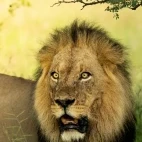 A Kalahari lion with signature dark mane, in Dinaka Conservancy, Kalahari.