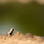 A namaqua dove in Botswana.