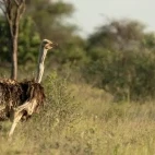 Ostrich in the Dinaka Conservancy, Botswana.