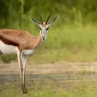 Springbok in Dinaka Conservancy, Botswana.