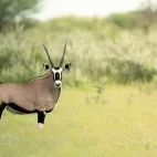 Gemsbok in the grasses of Dinaka Conservancy, Botswana.