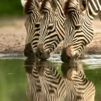 Three zebra enjoying a drink in Botswana.