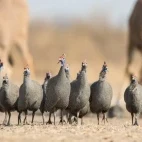 Helmeted guineafowl in Dinaka Coservancy, Botswana.
