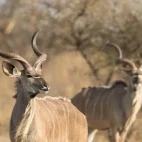 A pair of kudu in Botswana.