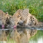 A pair of leopards in Dinaka Coservancy.