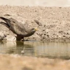 A yellow-billed-kite in Botswana.