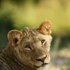 Young male lion in Dinaka Coservancy.