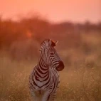 Zebra in Dinaka, Botswana.