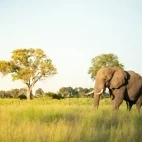 African elephant in the Okavango Delta, Botswana.