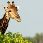 Giraffe in the Okavango Delta, Botswana.