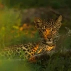 Leopard cub in the shade, Botswana.