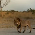 Lion strolling in the Okavango Delta, Botswana.
