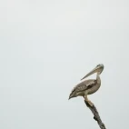 Pink-backed pelican perched in a tree in the Okavango Delta, Botswana.