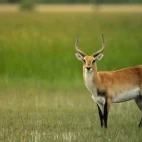 Red lechwe in the Okavango Delta, Botswana.