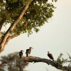 Southern ground hornbills in the Okavango Delta, Botswana.