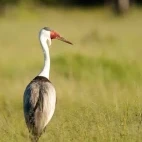 Wattled crane in the Okavango Delta, Botswana.
