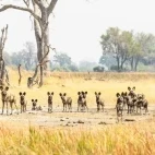 Pack of African wild dogs in Shinde Footsteps, Botswana.