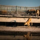 Lions on a photographic hide at Dinaka Camp, Central Kalahari Game Reserve.