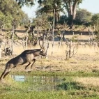 Waterbuck in Mababe Private Reserve, Botswana.