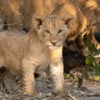Lion cub in Mababe Private Reserve, Botswana.