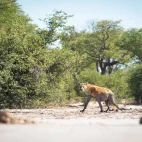 Spotted hyena in Mababe Private Reserve, Botswana.